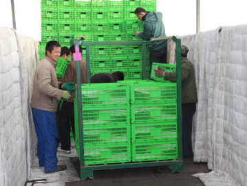 Armazenamento dobrável plástico agrícola 600*400 personalizado caixa milímetro